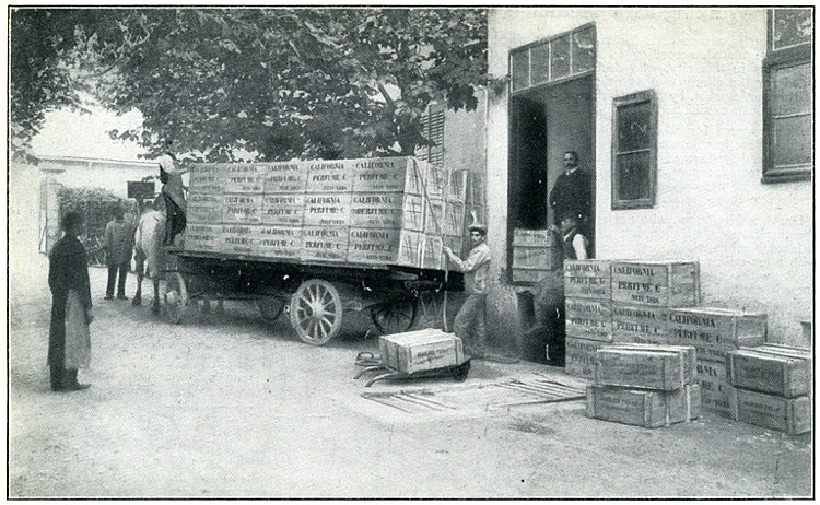 Pomade Shipment from Cannes, France - 1913